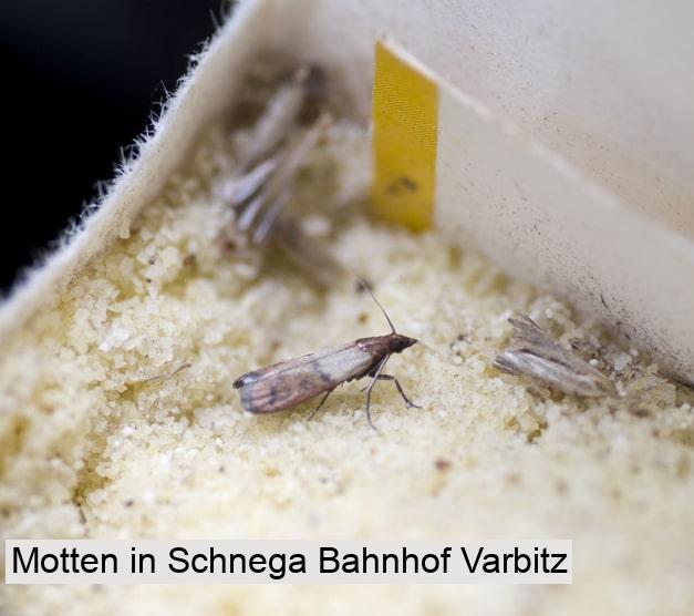 Motten in Schnega Bahnhof Varbitz